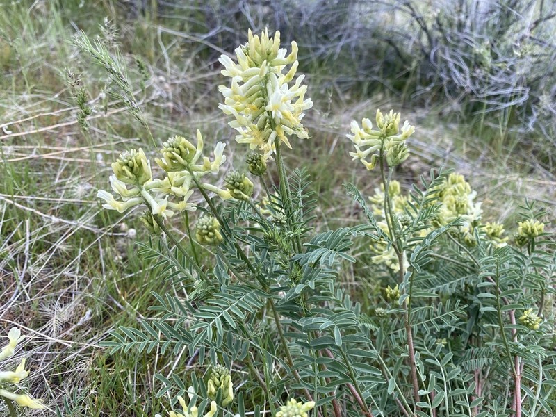 Boise Milkvetch photo 7