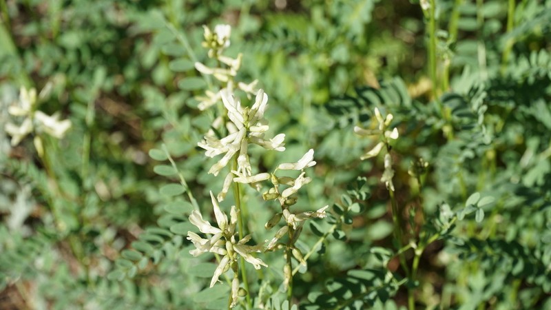 Boise Milkvetch photo 8