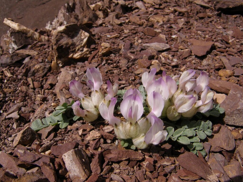 Astragalus admirabilus