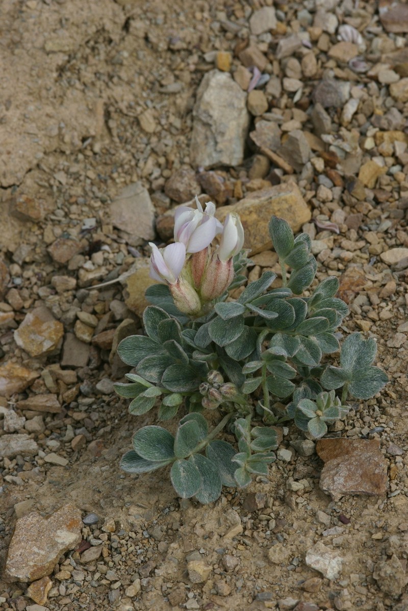 Astragalus admirabilus photo 2