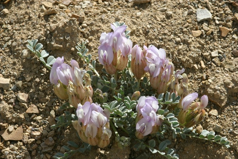 Astragalus admirabilus photo 3