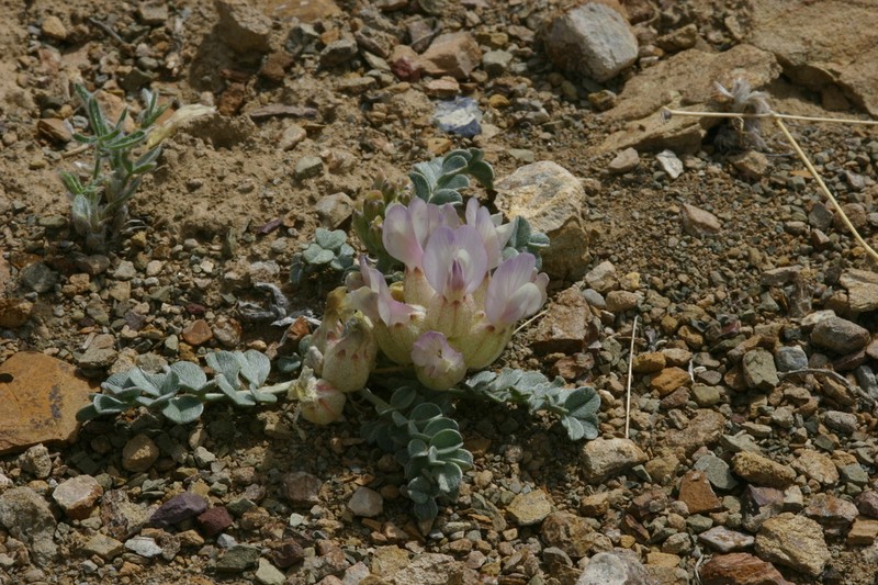 Astragalus admirabilus photo 4