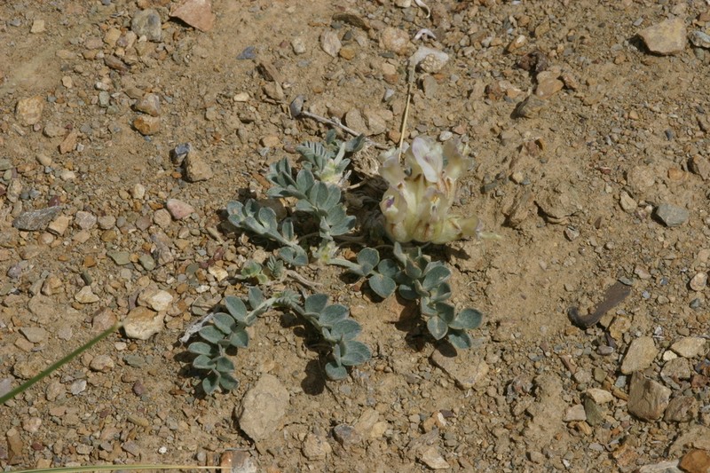 Astragalus admirabilus photo 5