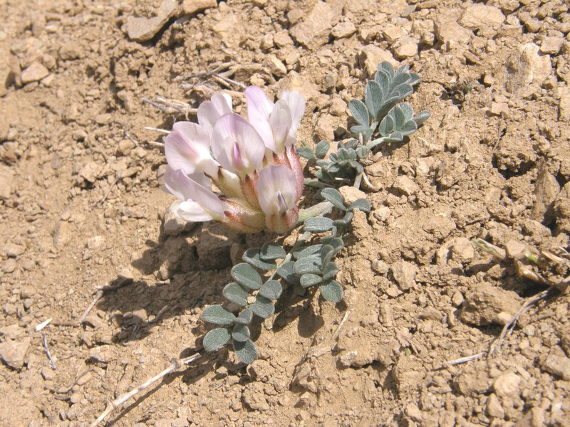 Astragalus admirabilus photo 6