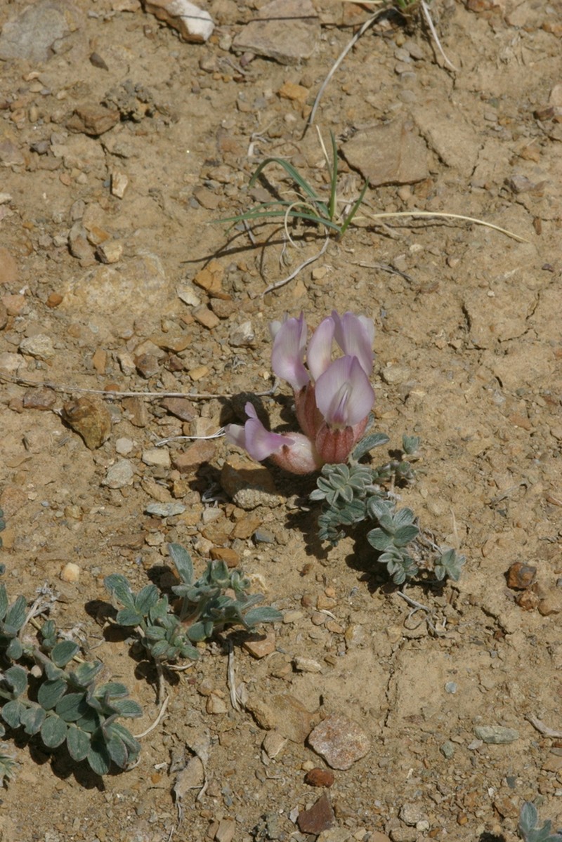 Astragalus admirabilus photo 7