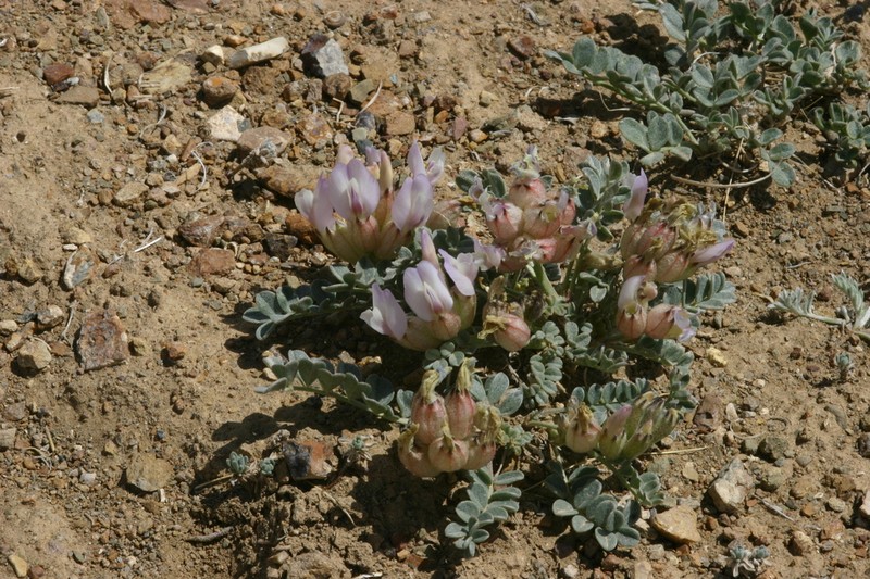 Astragalus admirabilus photo 8