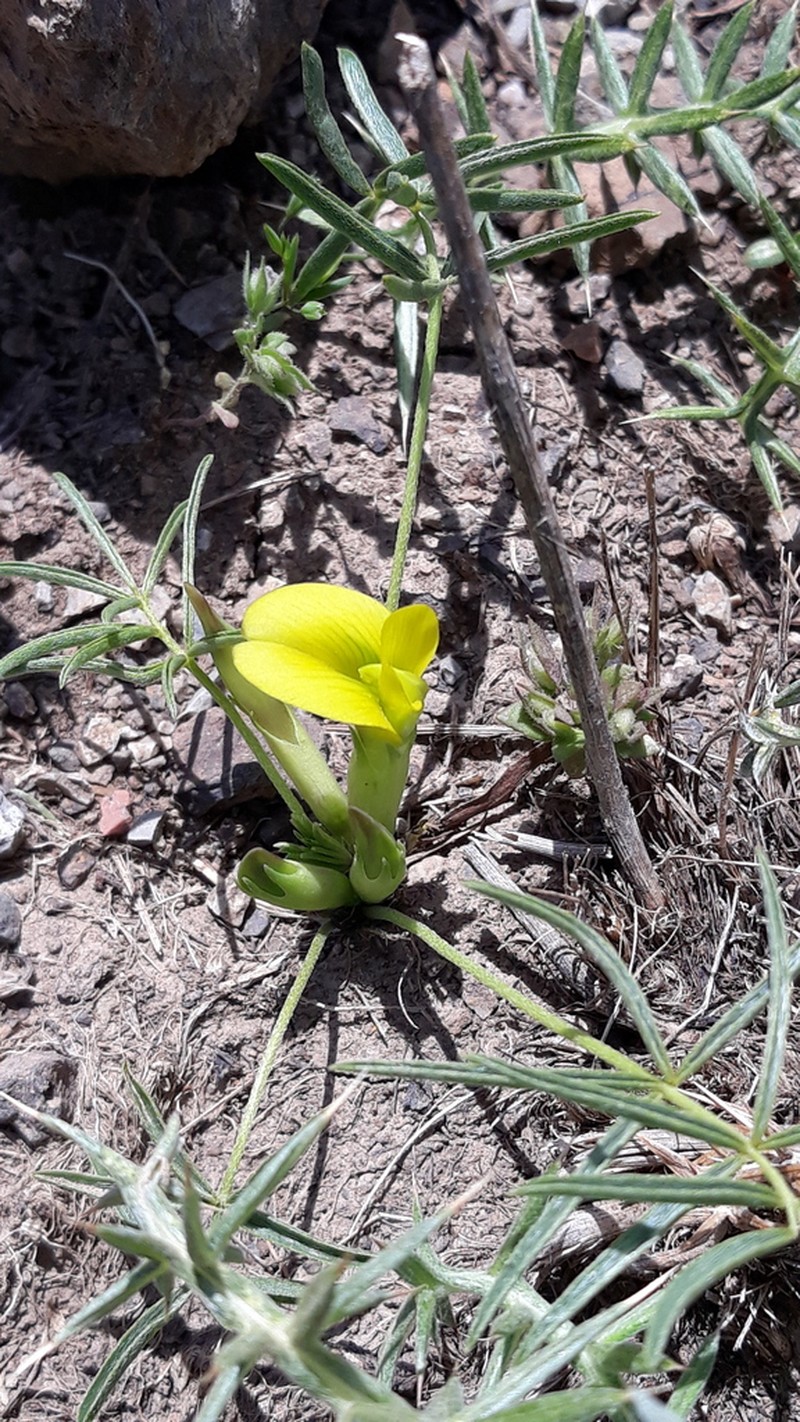 Astragalus adpreseipilosus