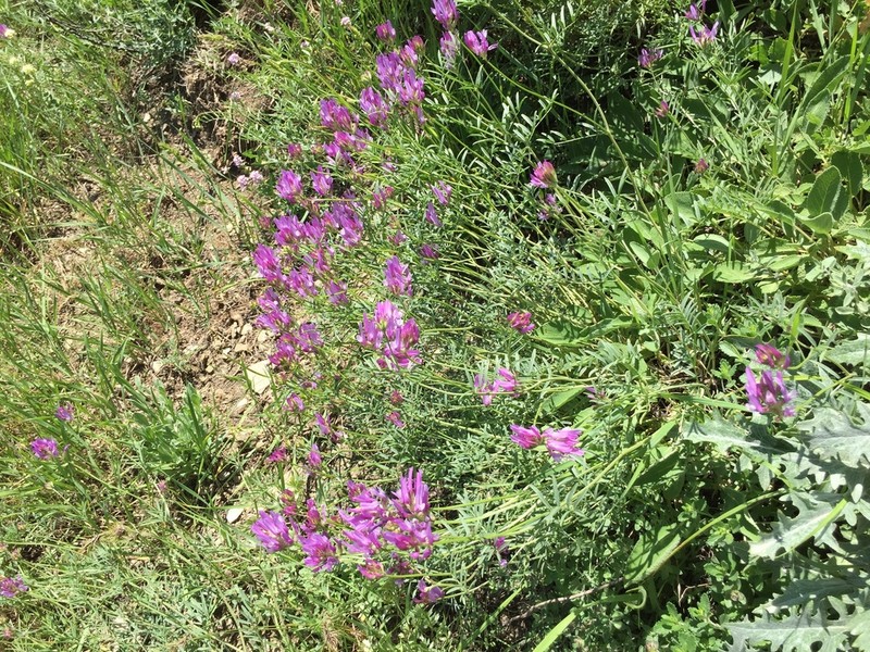 Astragalus chaborasicus