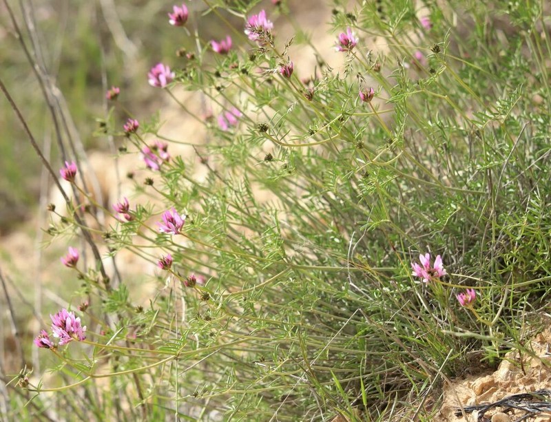 Astragalus chaborasicus photo 2