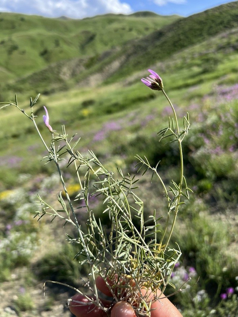 Astragalus chaborasicus photo 3