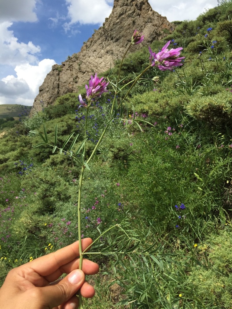 Astragalus chaborasicus photo 4