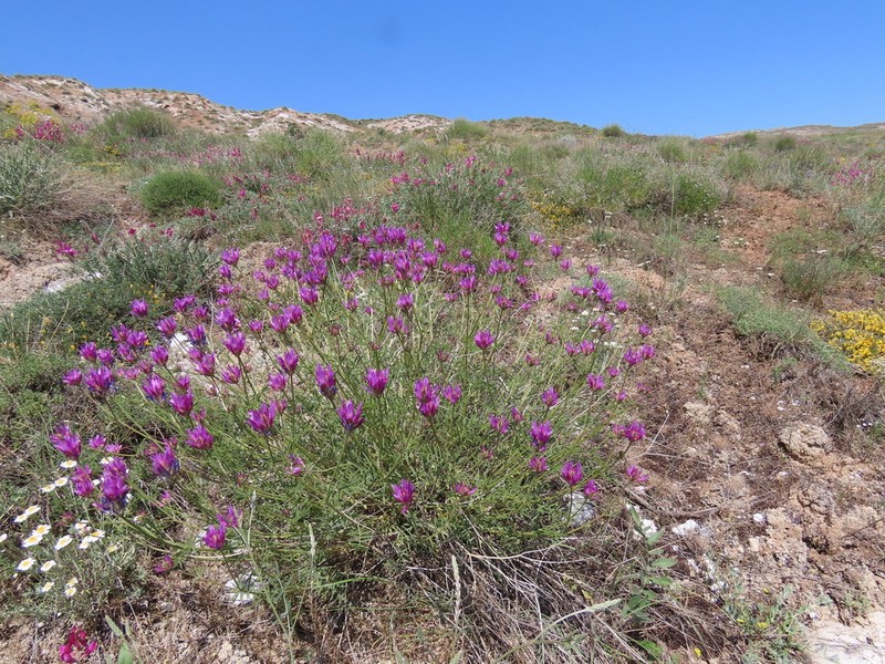 Astragalus chaborasicus photo 5