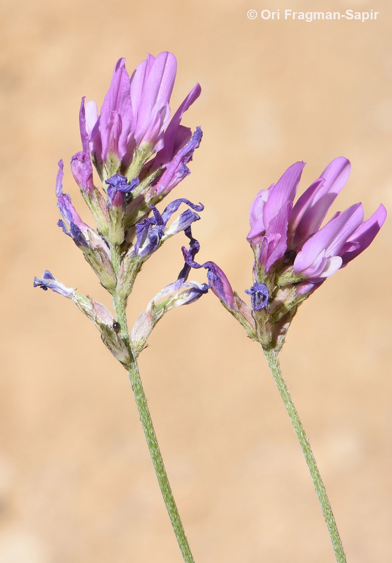 Astragalus chaborasicus photo 6