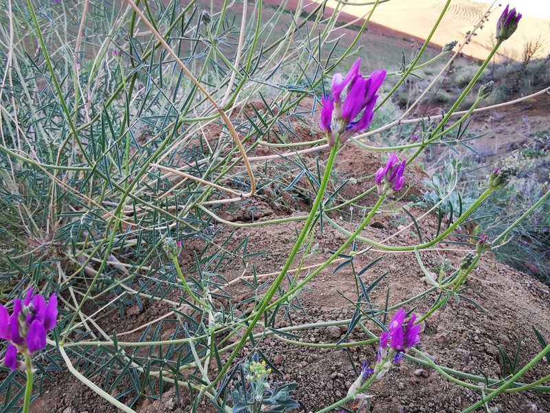 Astragalus chaborasicus photo 7