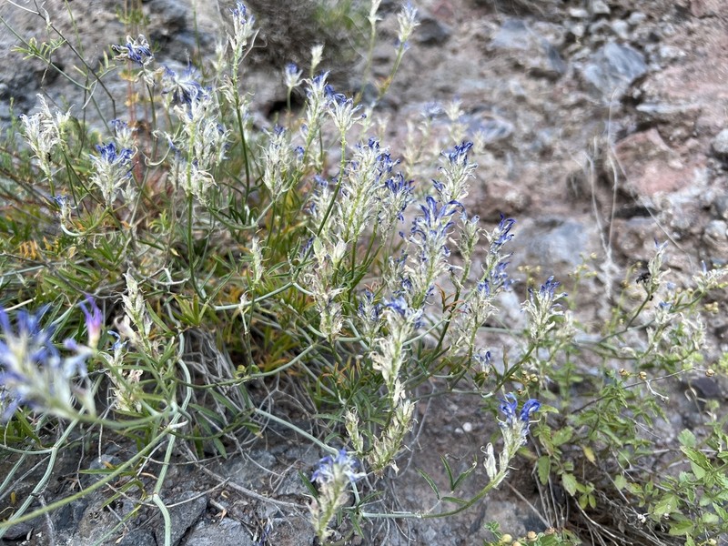 Astragalus chaborasicus photo 8