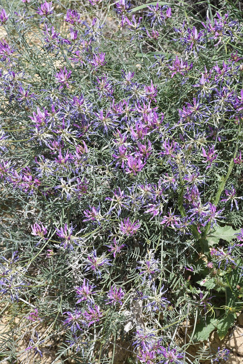 Astragalus aduncus