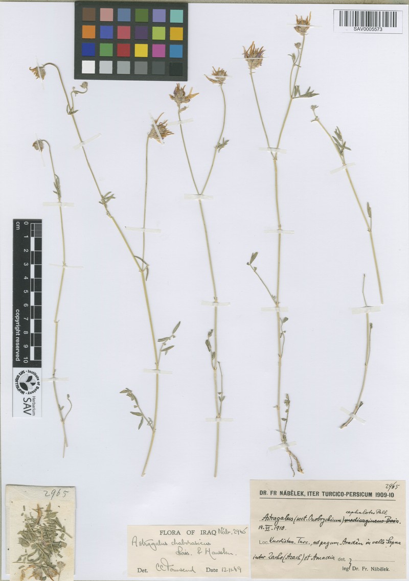 Astragalus aduncus photo 2