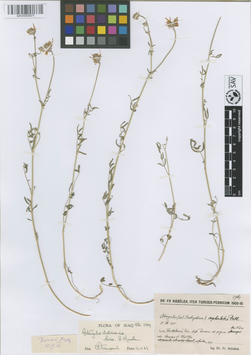 Astragalus chaborasicus photo 3