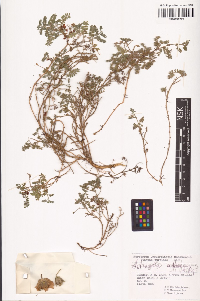 Astragalus adzharicus