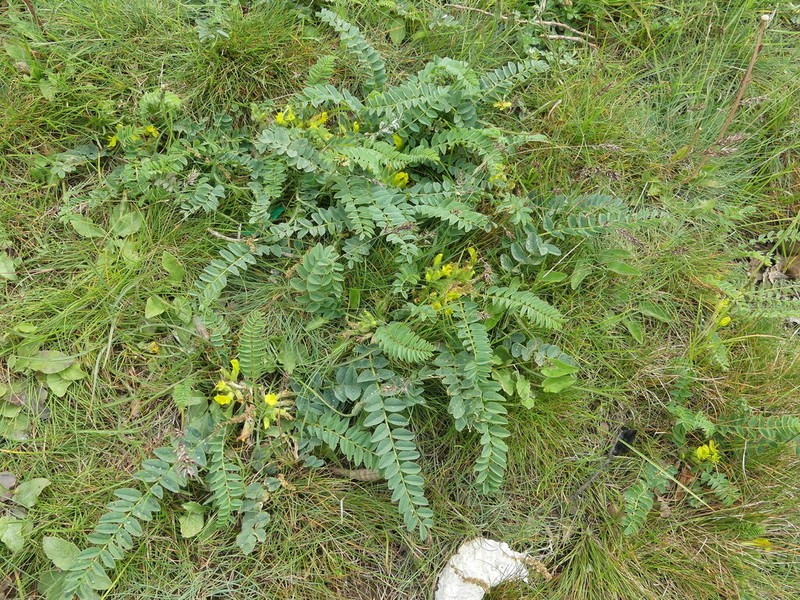 Astragalus aegobromus photo 3