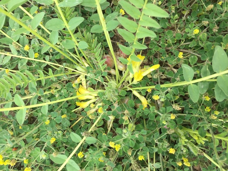 Astragalus aegobromus photo 4