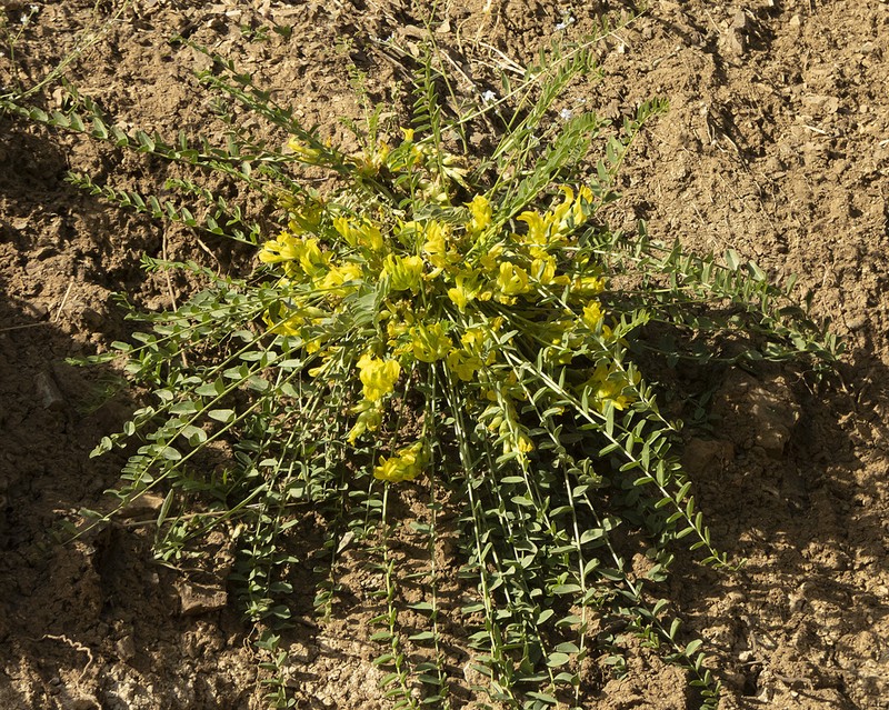 Astragalus aegobromus photo 5