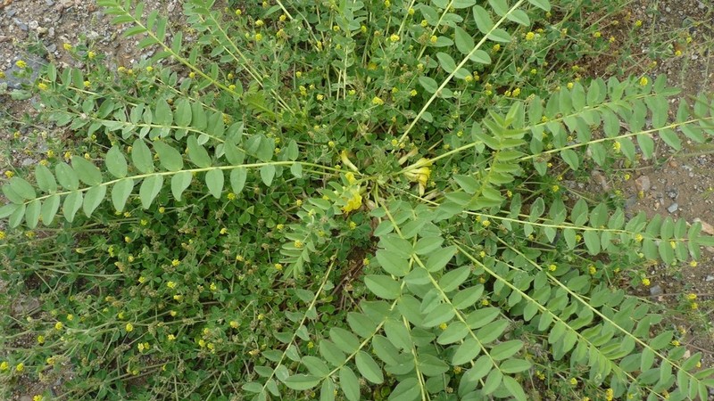Astragalus aegobromus photo 6