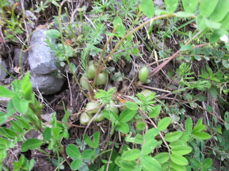 Astragalus aegobromus photo 7
