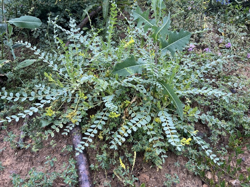 Astragalus aegobromus