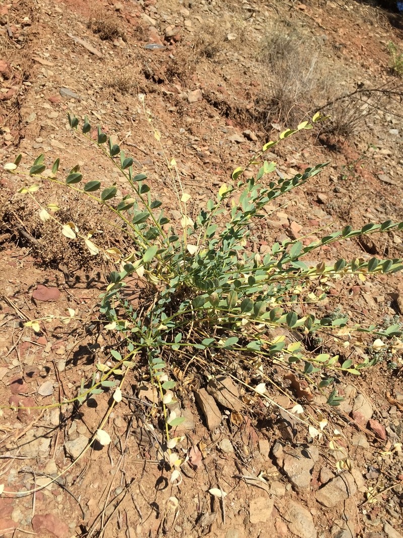 Astragalus aegobromus photo 2