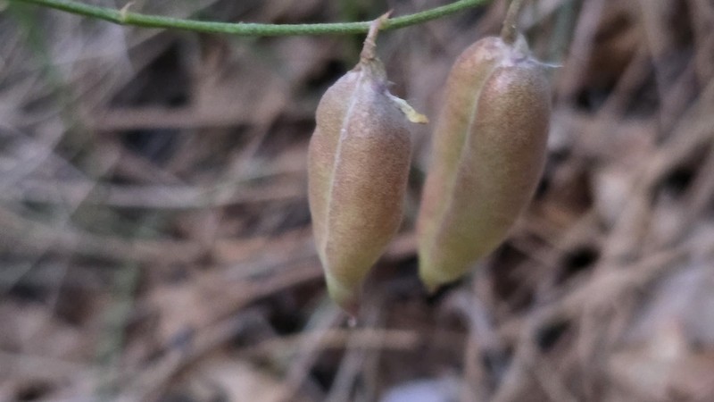 Clokey's Milkvetch photo 2