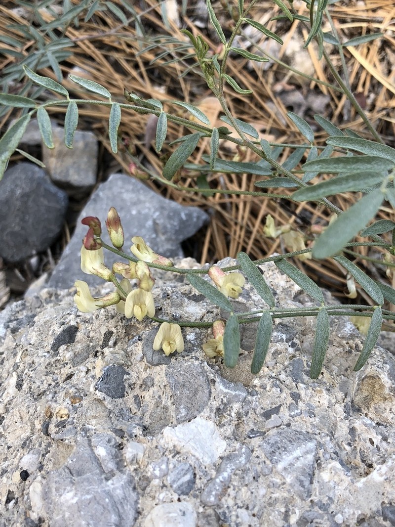 Clokey's Milkvetch photo 3