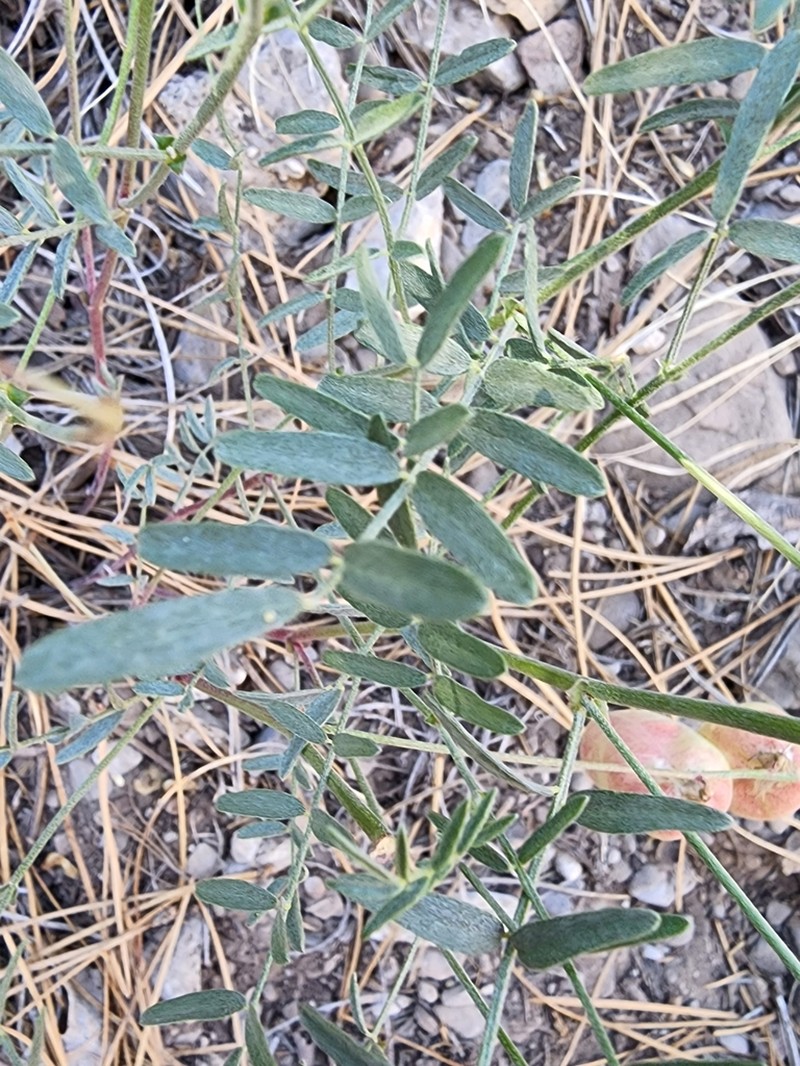 Clokey's Milkvetch photo 4