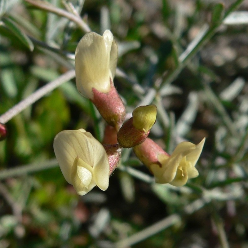 Clokey's Milkvetch photo 5