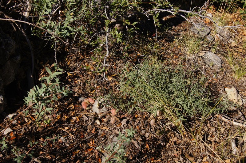 Clokey's Milkvetch photo 6