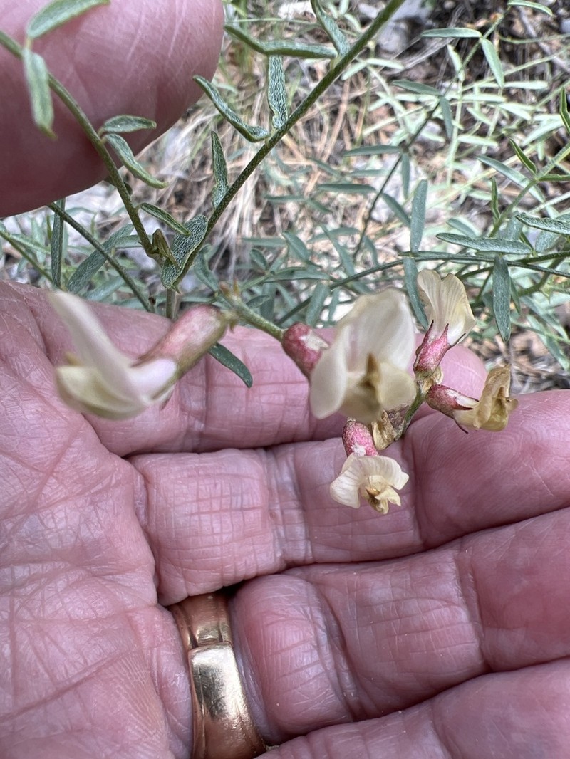 Clokey's Milkvetch photo 7