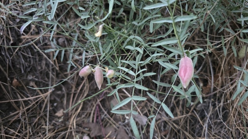 Clokey's Milkvetch photo 8