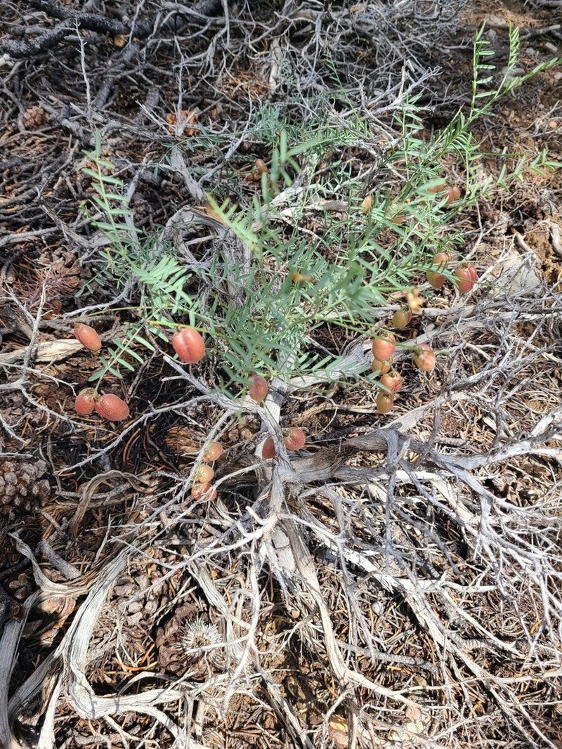 Clokey's Milkvetch