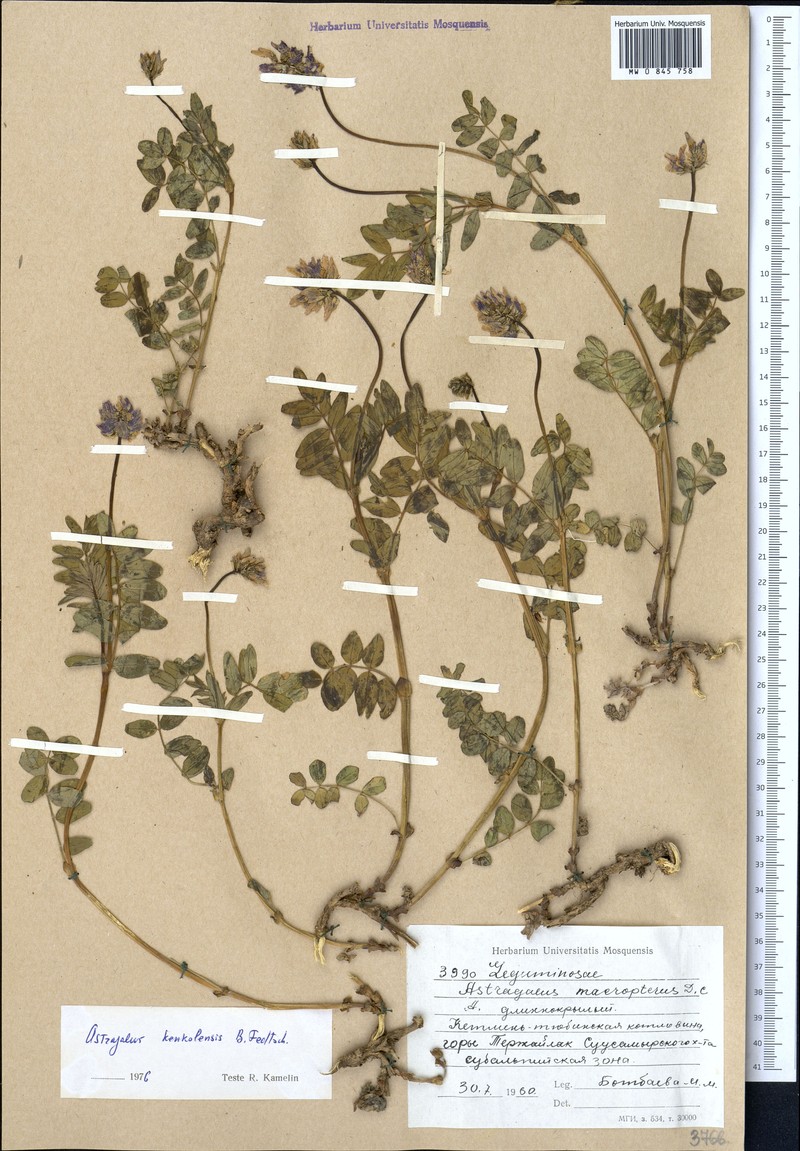 Astragalus aflatunensis