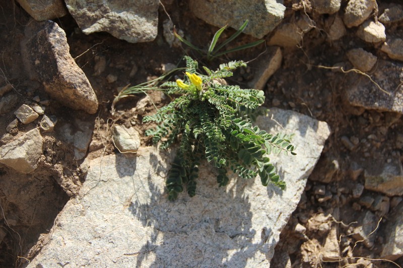 Astragalus agassii