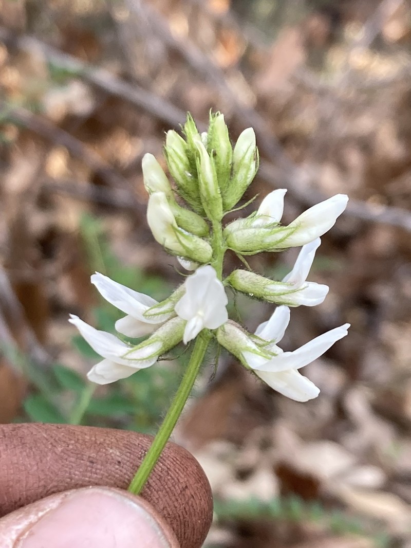 Humboldt County Milkvetch photo 3