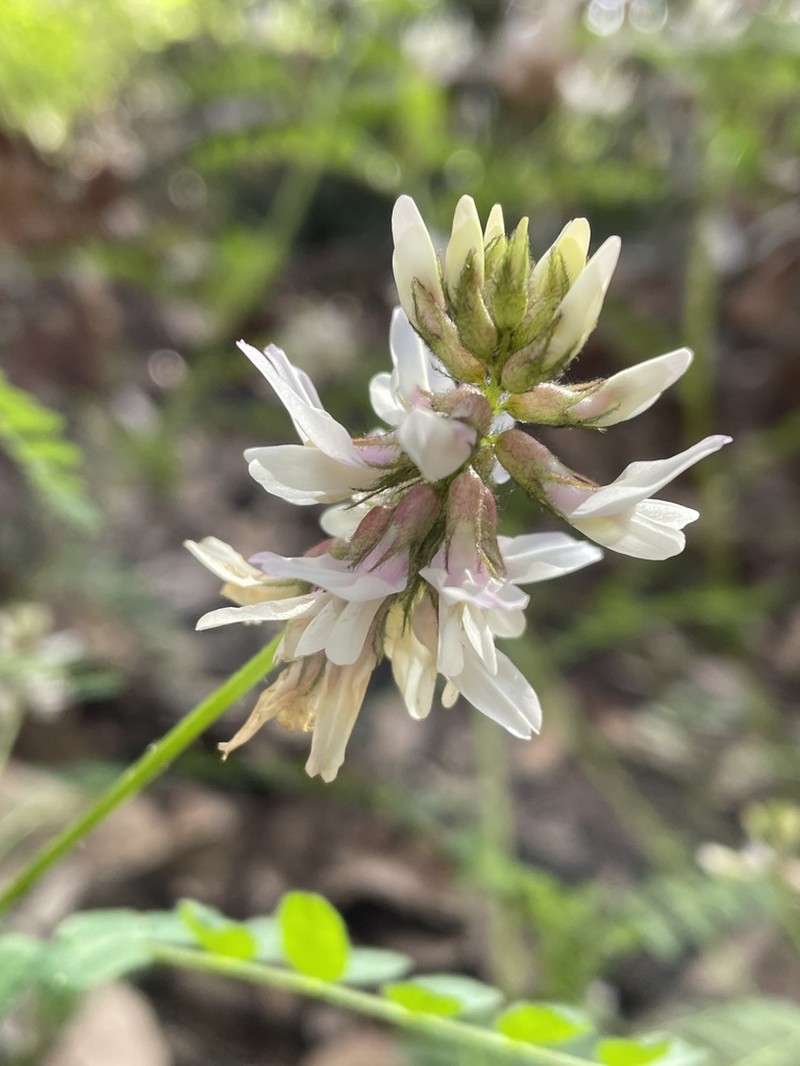 Humboldt County Milkvetch photo 4