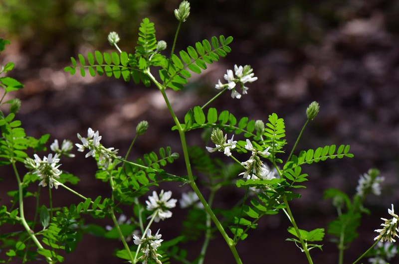 Humboldt County Milkvetch photo 5