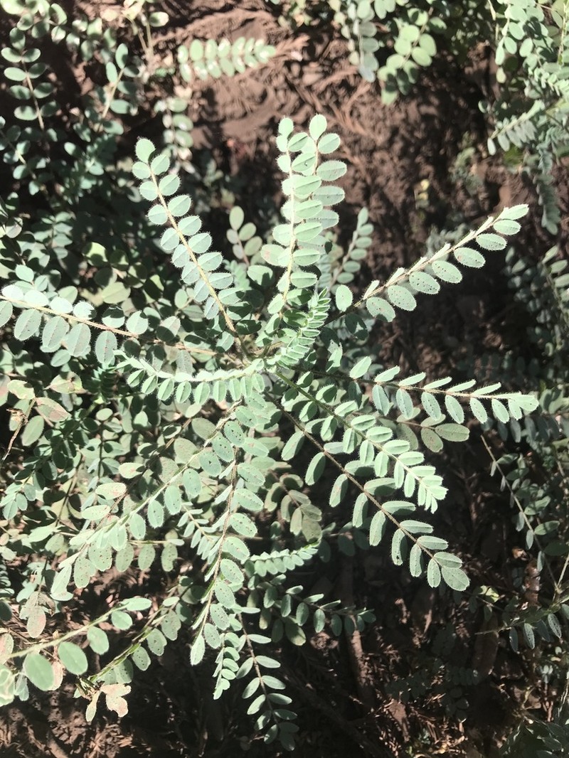 Humboldt County Milkvetch photo 6