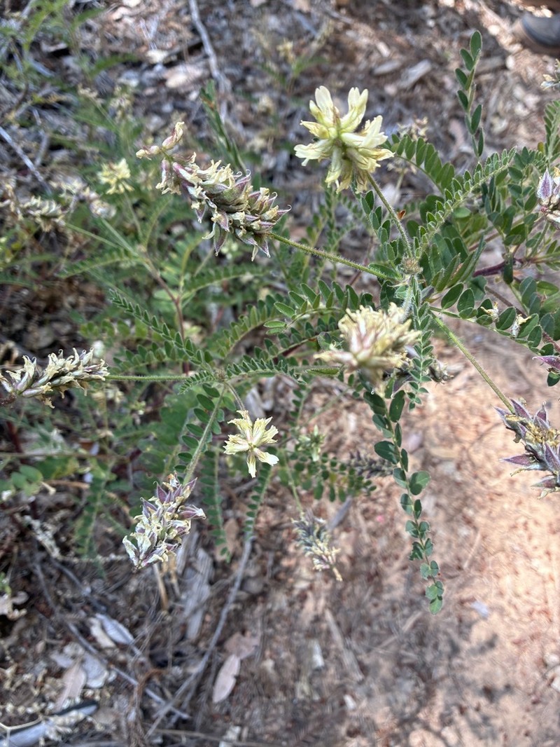 Humboldt County Milkvetch photo 7