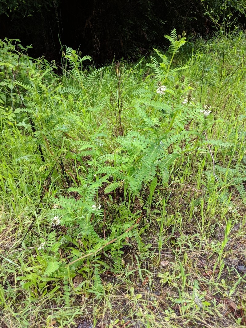 Humboldt County Milkvetch photo 3