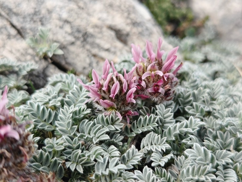 Astragalus agraniotii