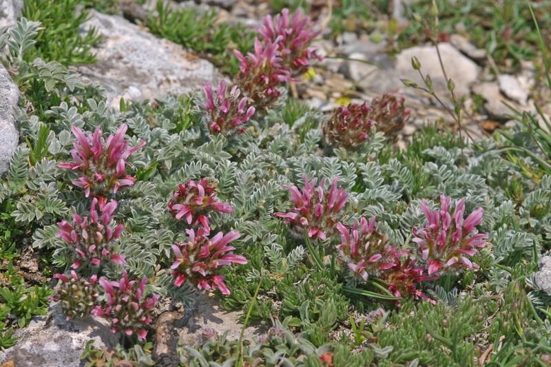 Astragalus agraniotii photo 2