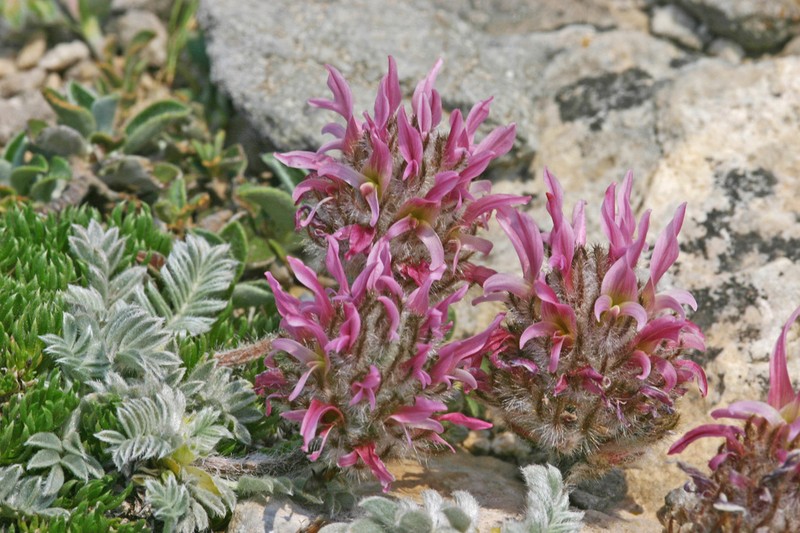 Astragalus agraniotii photo 3