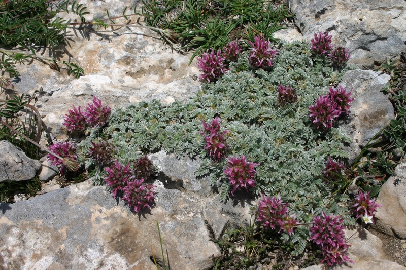 Astragalus agraniotii photo 4